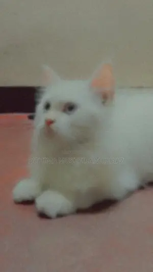 Persian Cat
