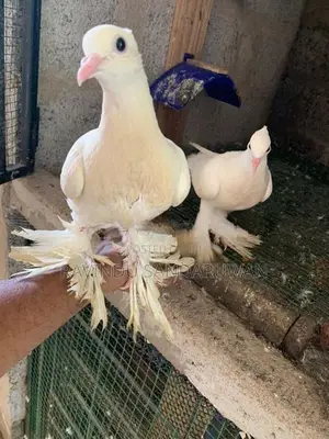 Pigeon