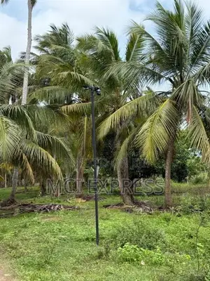 Land For Sale (අගනා පොල් ඉඩමක් )
