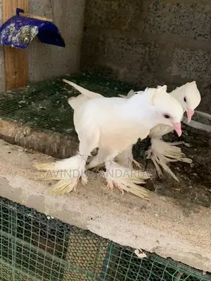 Pigeon