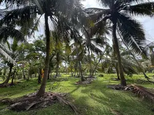 Land For Sale (අගනා පොල් ඉඩමක් )
