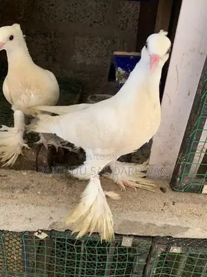 Pigeon