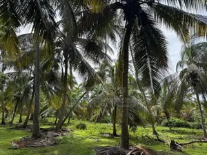 Land For Sale (අගනා පොල් ඉඩමක් )