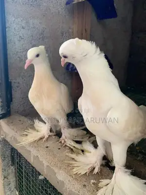 Pigeon
