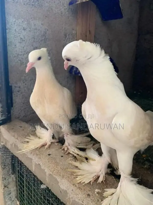 Pigeon