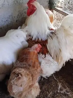 Braama Braaso Kukulan