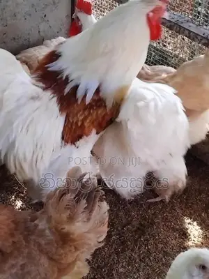 Braama Braaso Kukulan