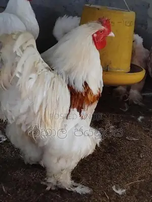 Braama Braaso Kukulan