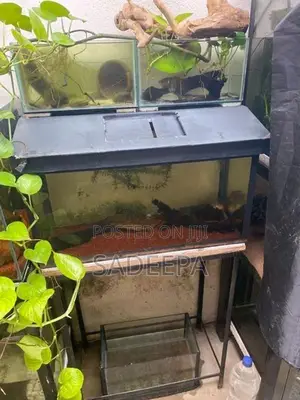 5 fish tank