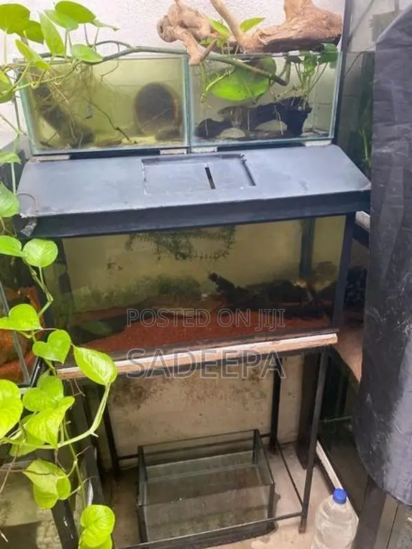 5 fish tank