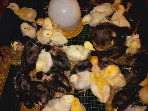 கோழி குஞ்சி