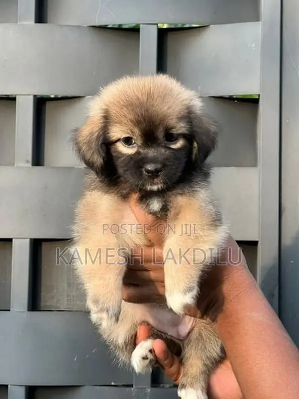Shih Tzu Puppies