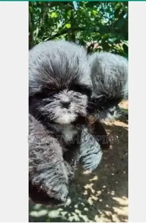 Shih Tzu Puppy