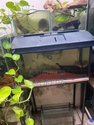 5 fish tank