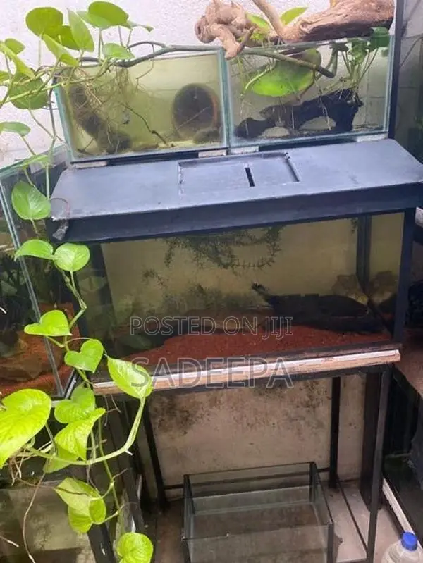 5 fish tank