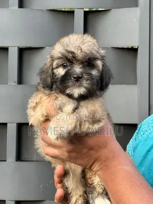 Shih Tzu Puppies