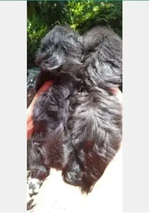 Shih Tzu Puppy