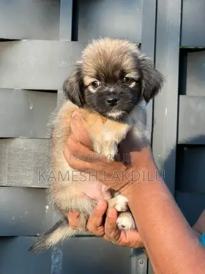 Shih Tzu Puppies
