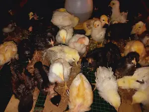 கோழி குஞ்சி