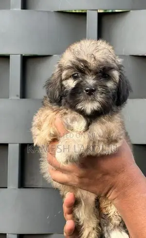 Shih Tzu Puppies