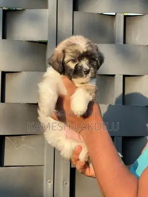 Shih Tzu Puppies