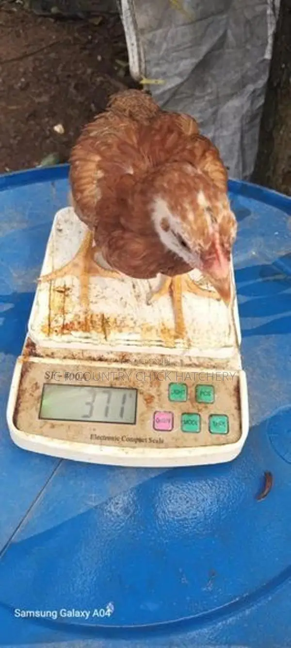 ගම් කිකිලි පැටවු