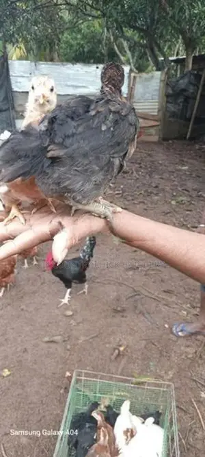 1 1/2 Month Old Chick