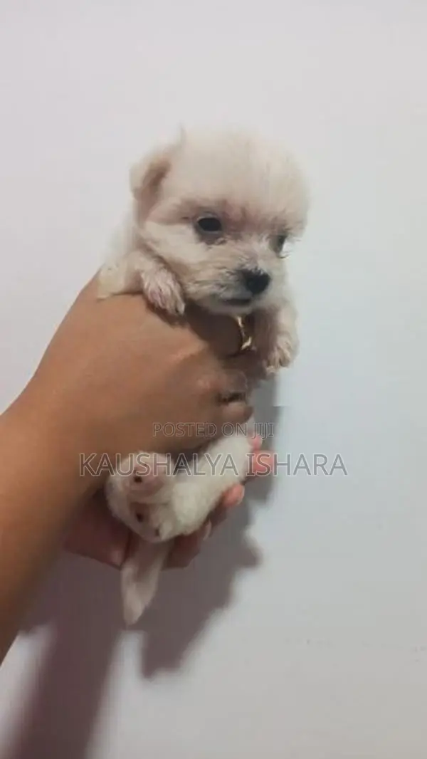 Shih Tzu Puppies