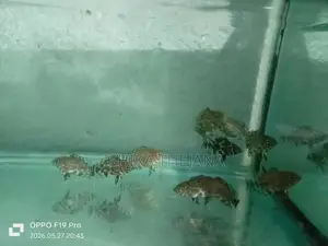 Oscar fish