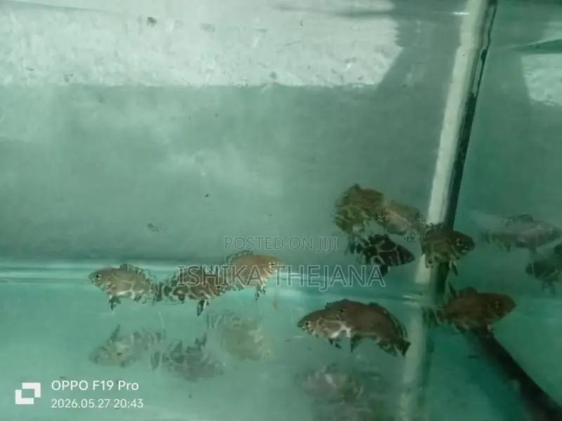 Oscar fish