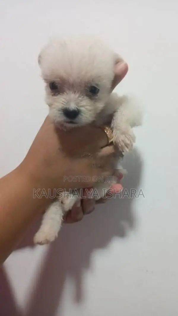Shih Tzu Puppies