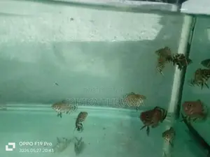 Oscar fish