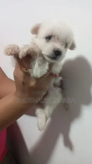 Shih Tzu Puppies