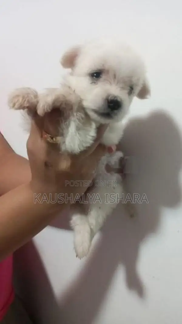 Shih Tzu Puppies