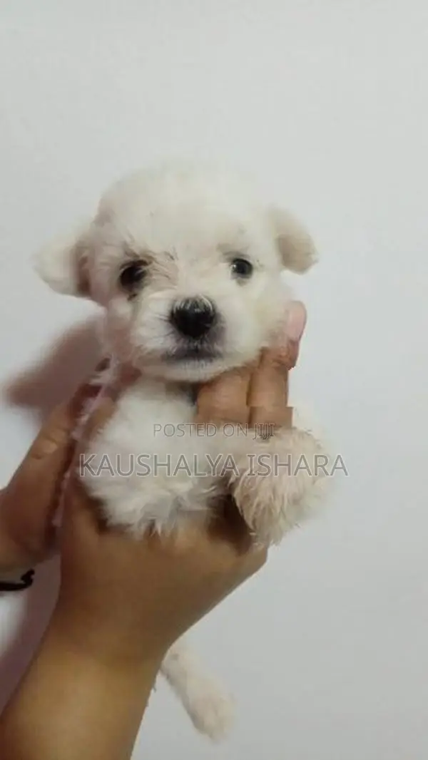 Shih Tzu Puppies