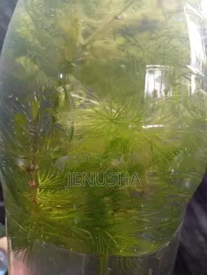 Hydrilla Fish Tank Plant