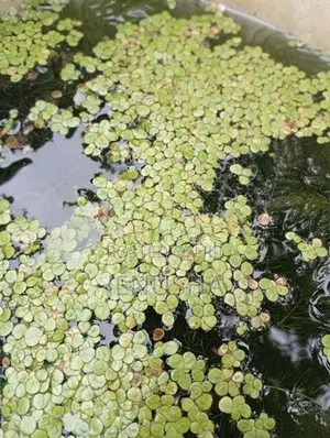 Fish Tank Plant