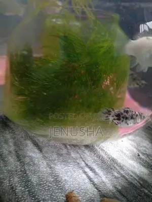 Hydrilla Fish Tank Plant
