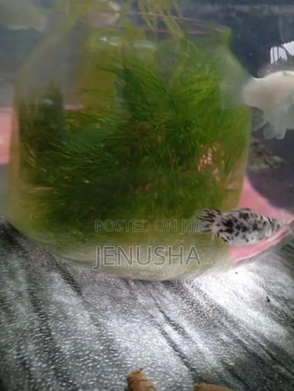 Hydrilla Fish Tank Plant