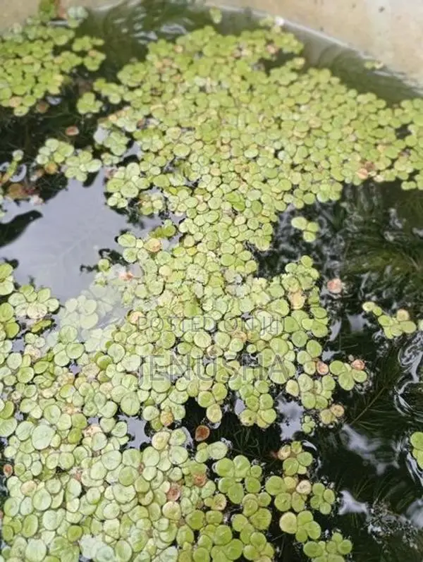 Fish Tank Plant