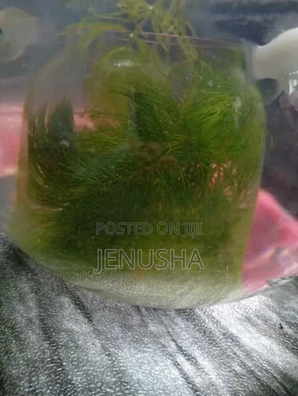 Hydrilla Fish Tank Plant