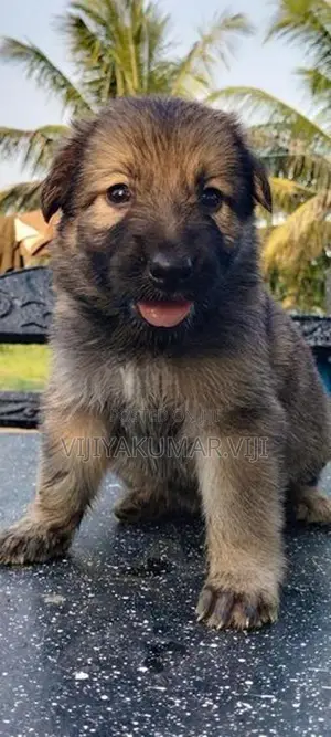 German Shepherd