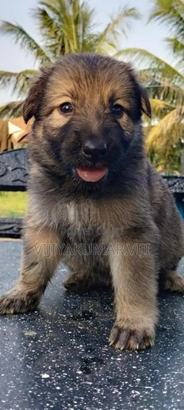 German Shepherd