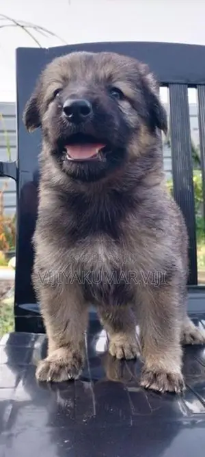German Shepherd