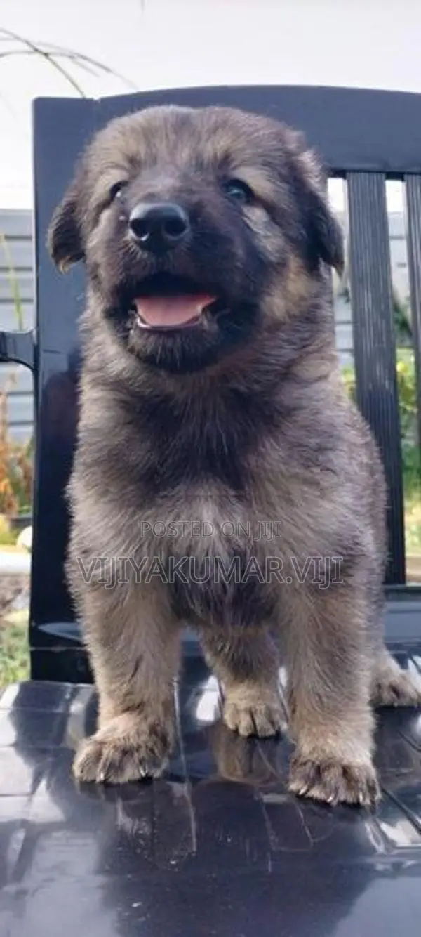 German Shepherd