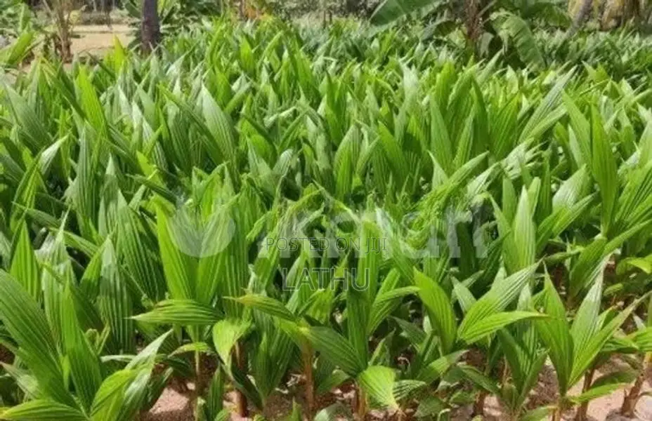 தென்னம் பிள்ளை Coconut Plant