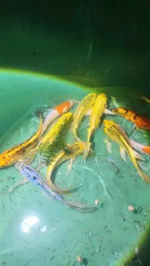 Koi Fish
