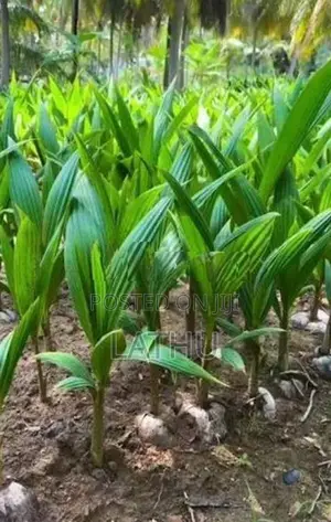 தென்னம் பிள்ளை Coconut Plant