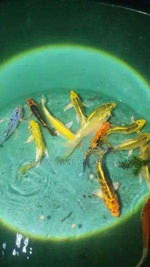 Koi Fish