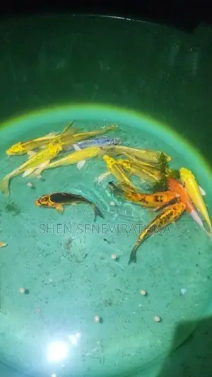 Koi Fish